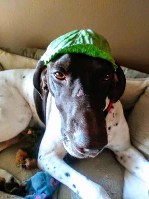 /images/uploads/southeast german shorthaired pointer rescue/segspcalendarcontest2019/entries/11575thumb.jpg